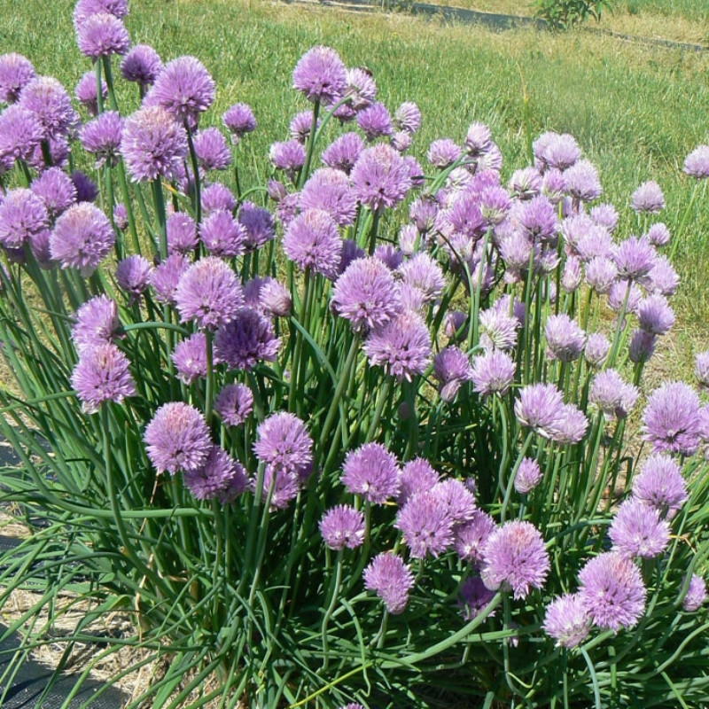 Common Chives Seeds, Allium Schoenoprasum - 30