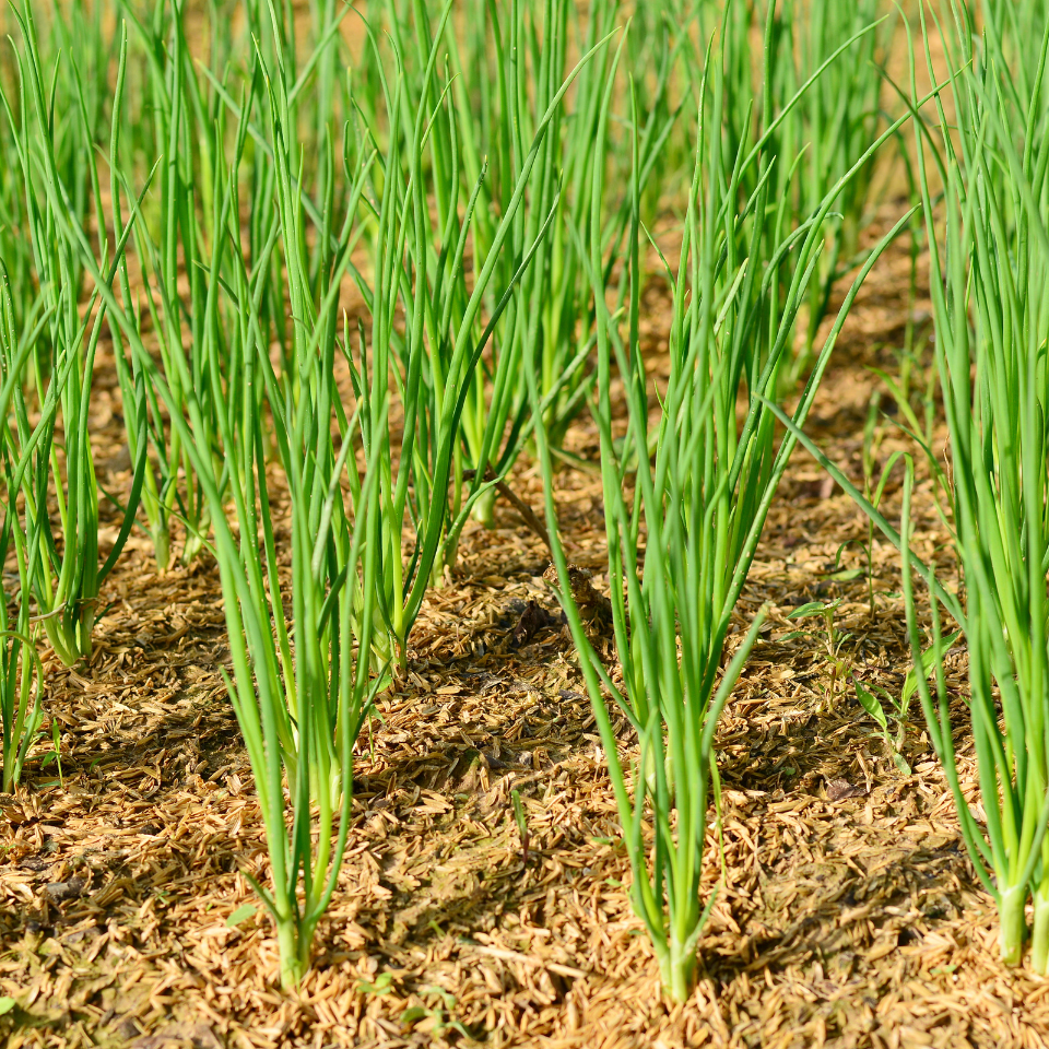Scallion red flower seeds, Allium Red Mohican - 30