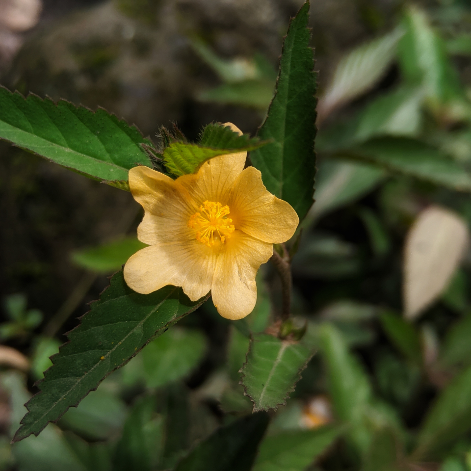 Flannel weed, Bala seeds - 200
