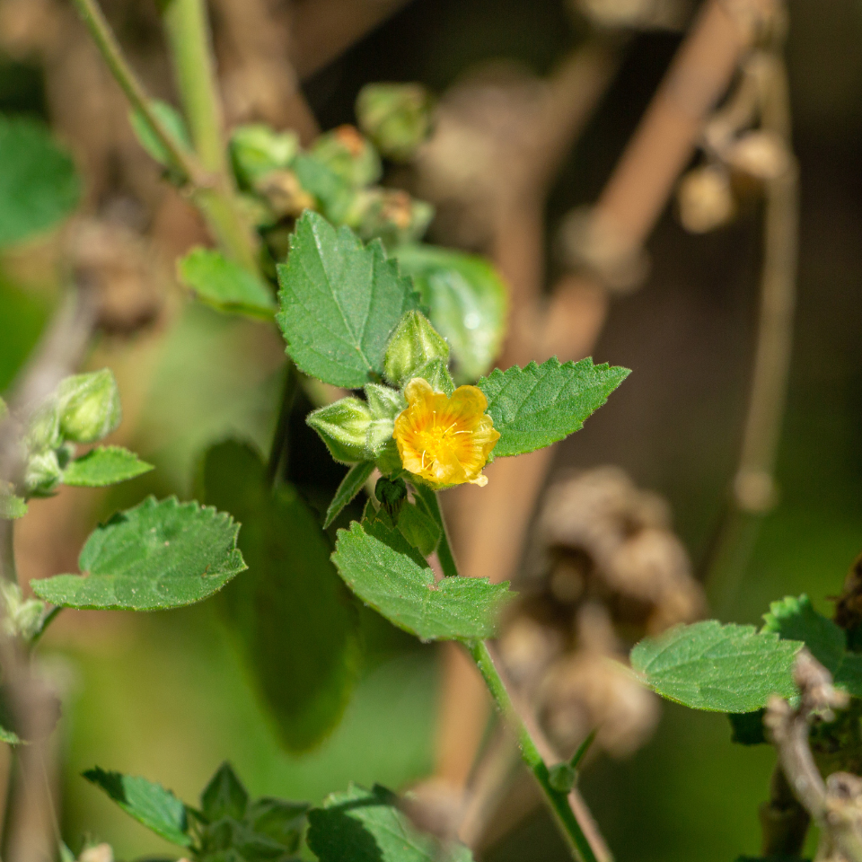 Flannel weed, Bala seeds - 200