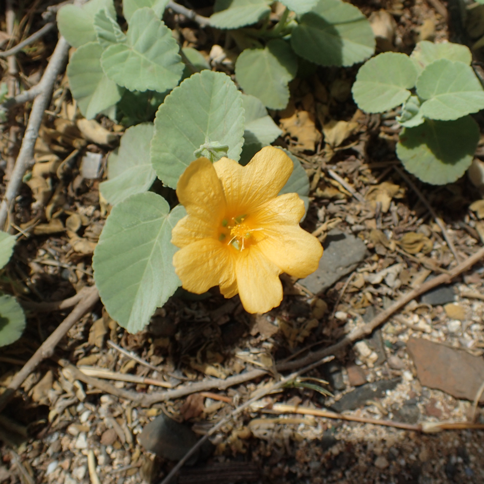 Flannel weed, Bala seeds - 200