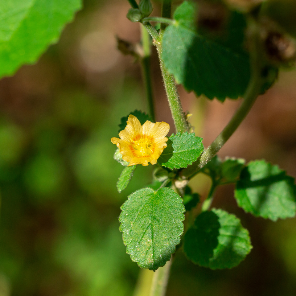 Flannel weed, Bala seeds - 100