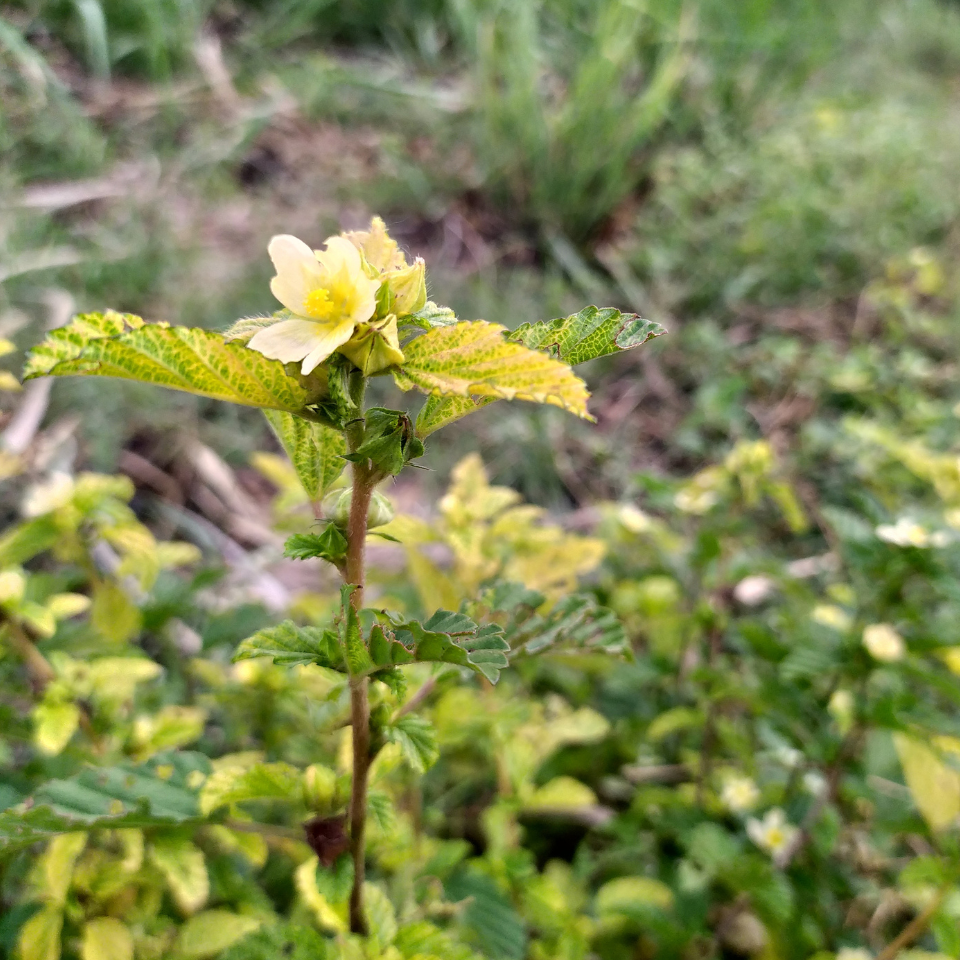 Flannel weed, Bala seeds - 200
