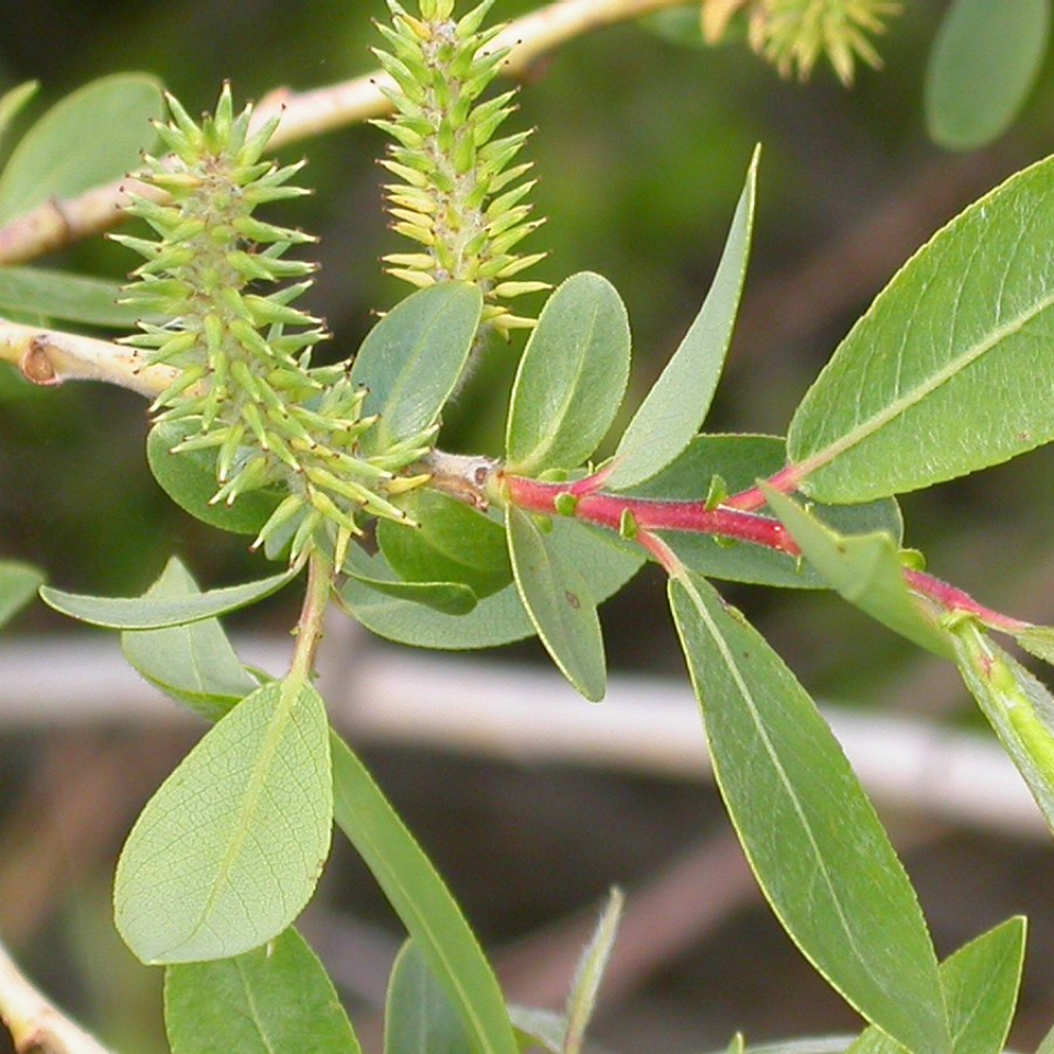 Flannel weed, Bala seeds - 200