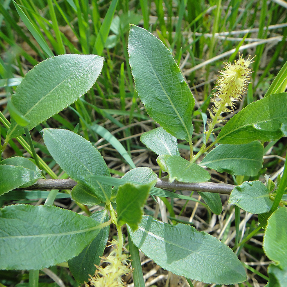 Flannel weed, Bala seeds - 200