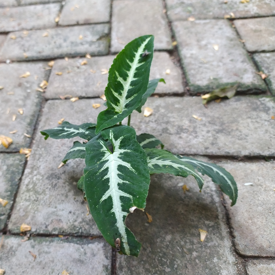 Caladium seeds Mix varietys - 10