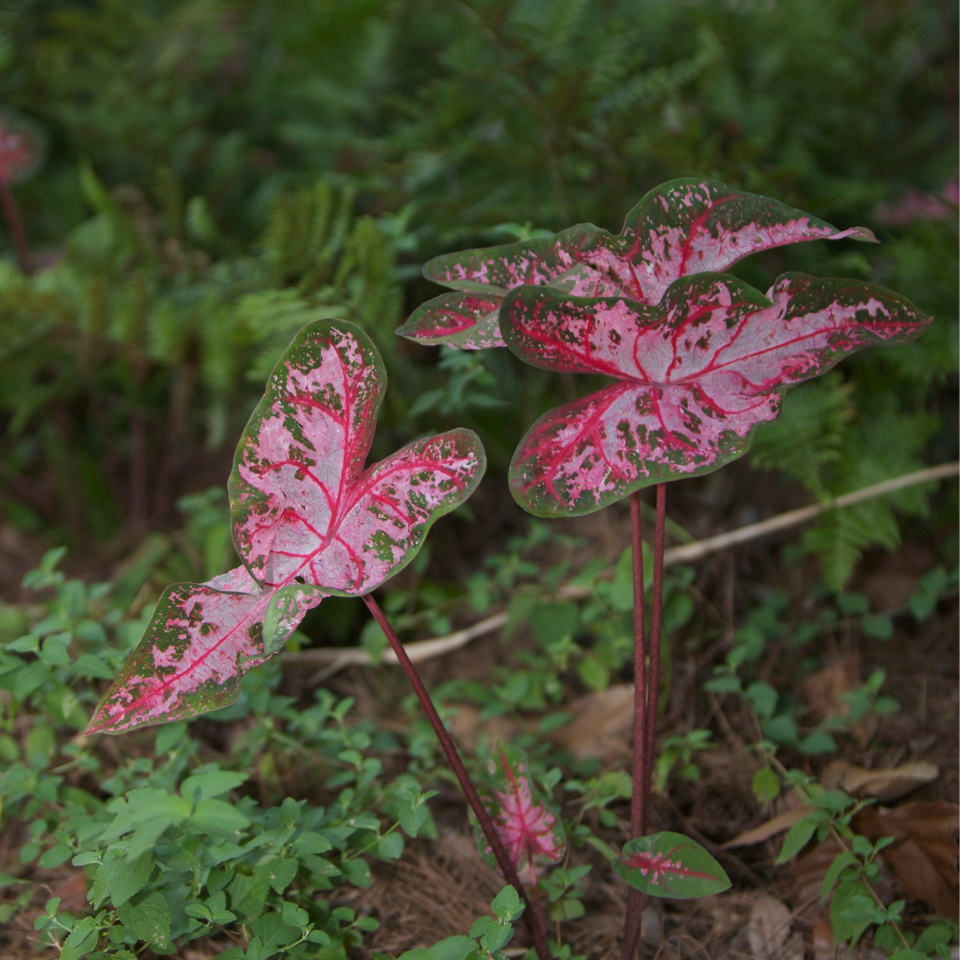 Caladium seeds Mix varietys - 10