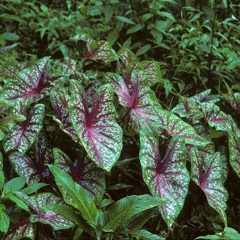 Caladium seeds Mix varietys - 10