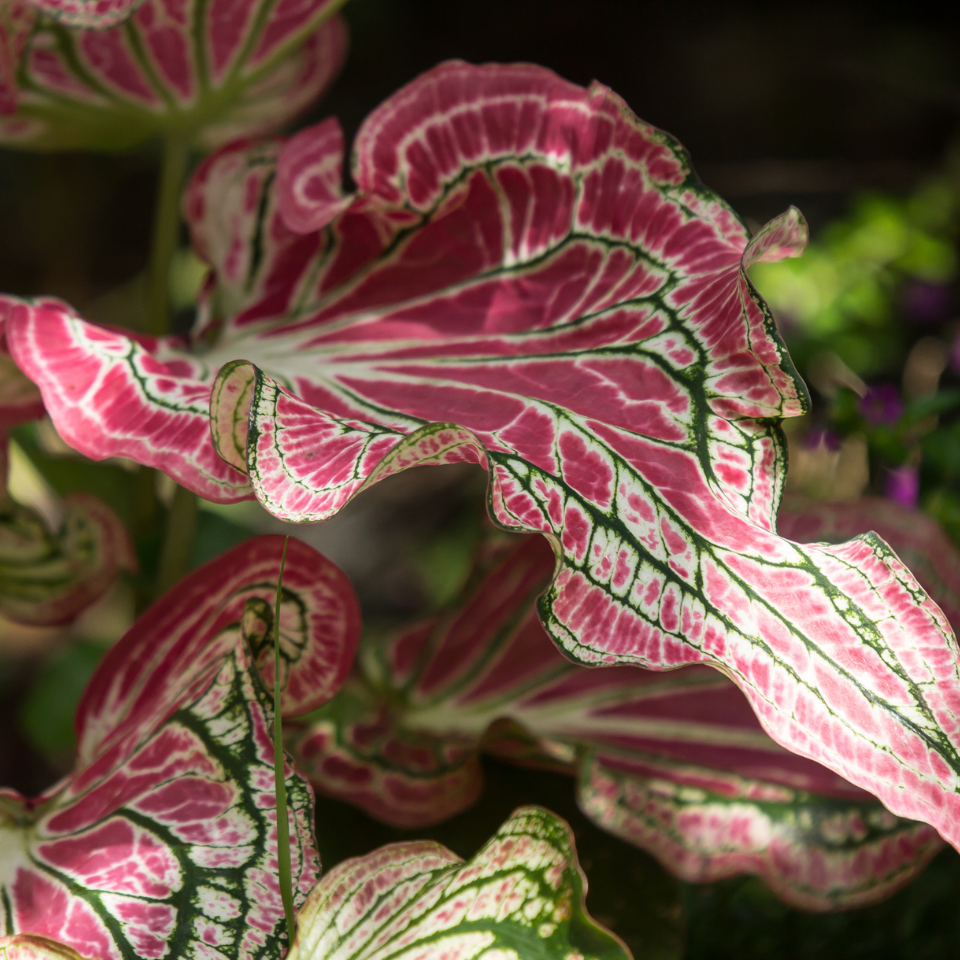 Caladium seeds Mix varietys - 10