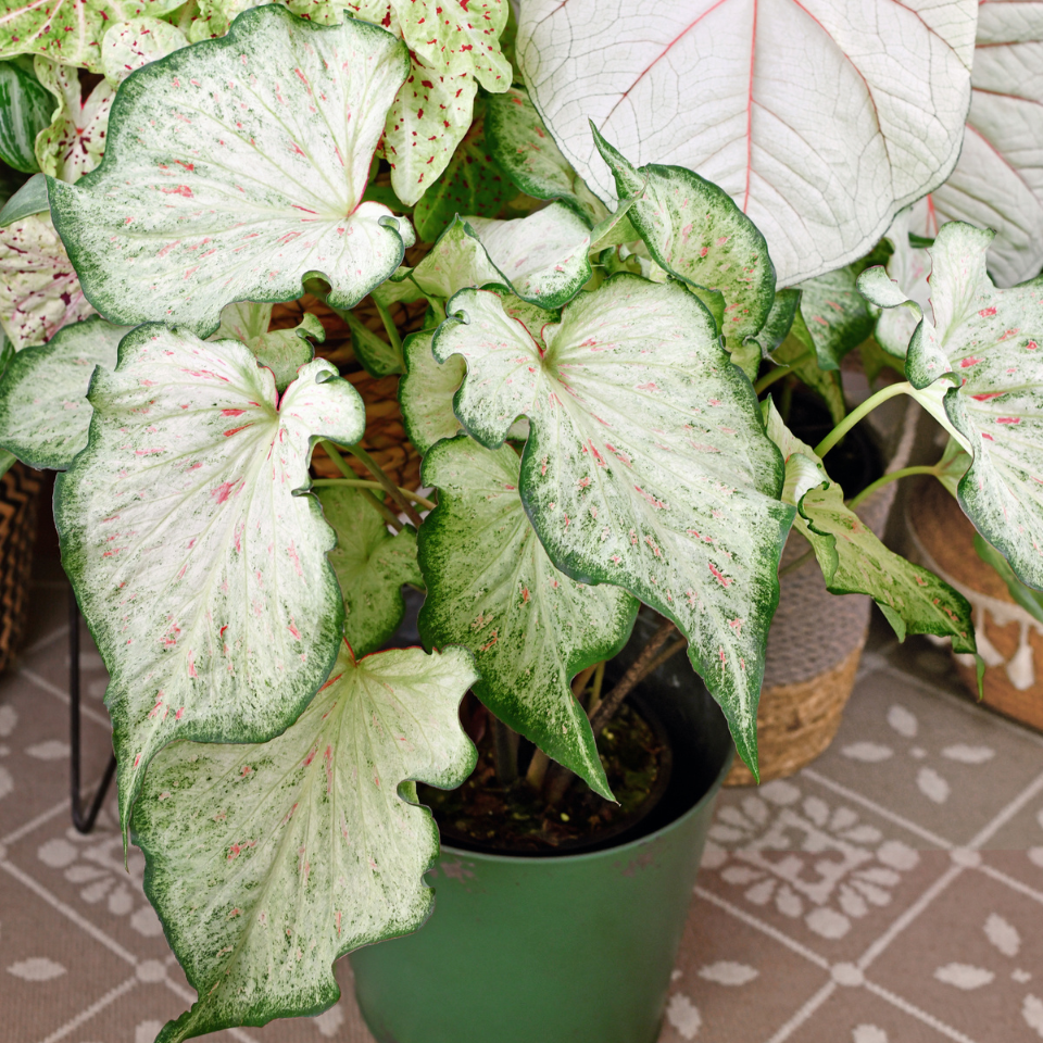 Caladium seeds Mix varietys - 10