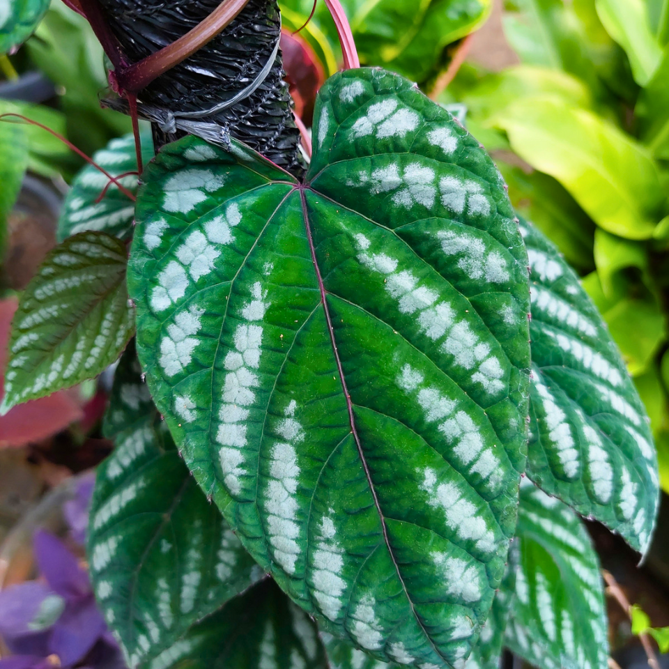 Caladium seeds Mix varietys - 10