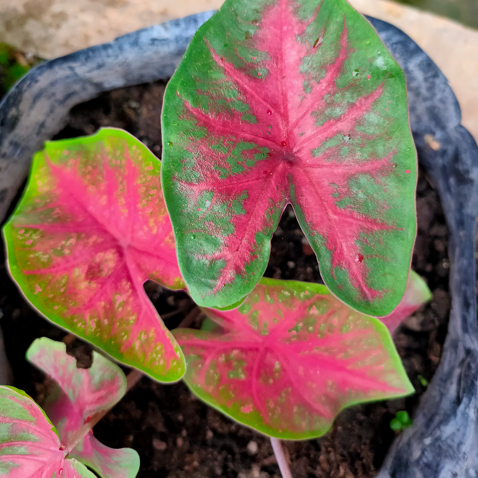 Caladium seeds Mix varietys - 10