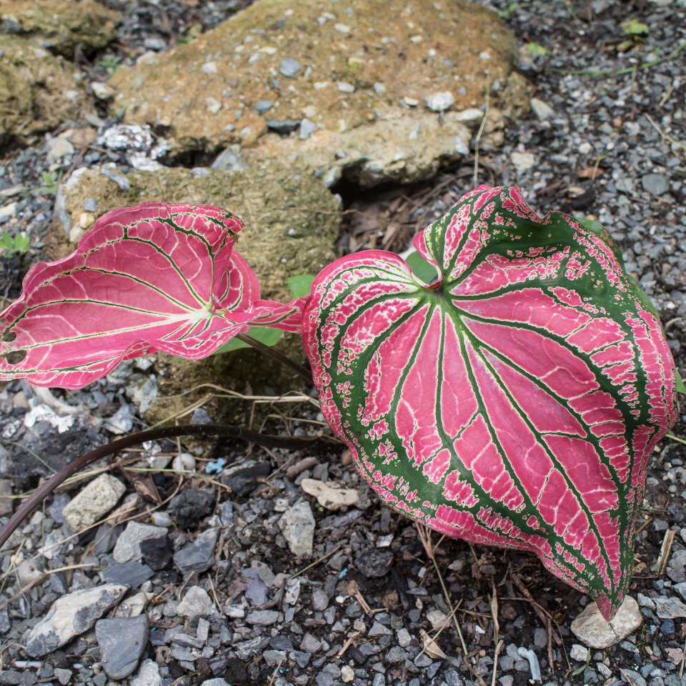 Caladium seeds Mix varietys - 10
