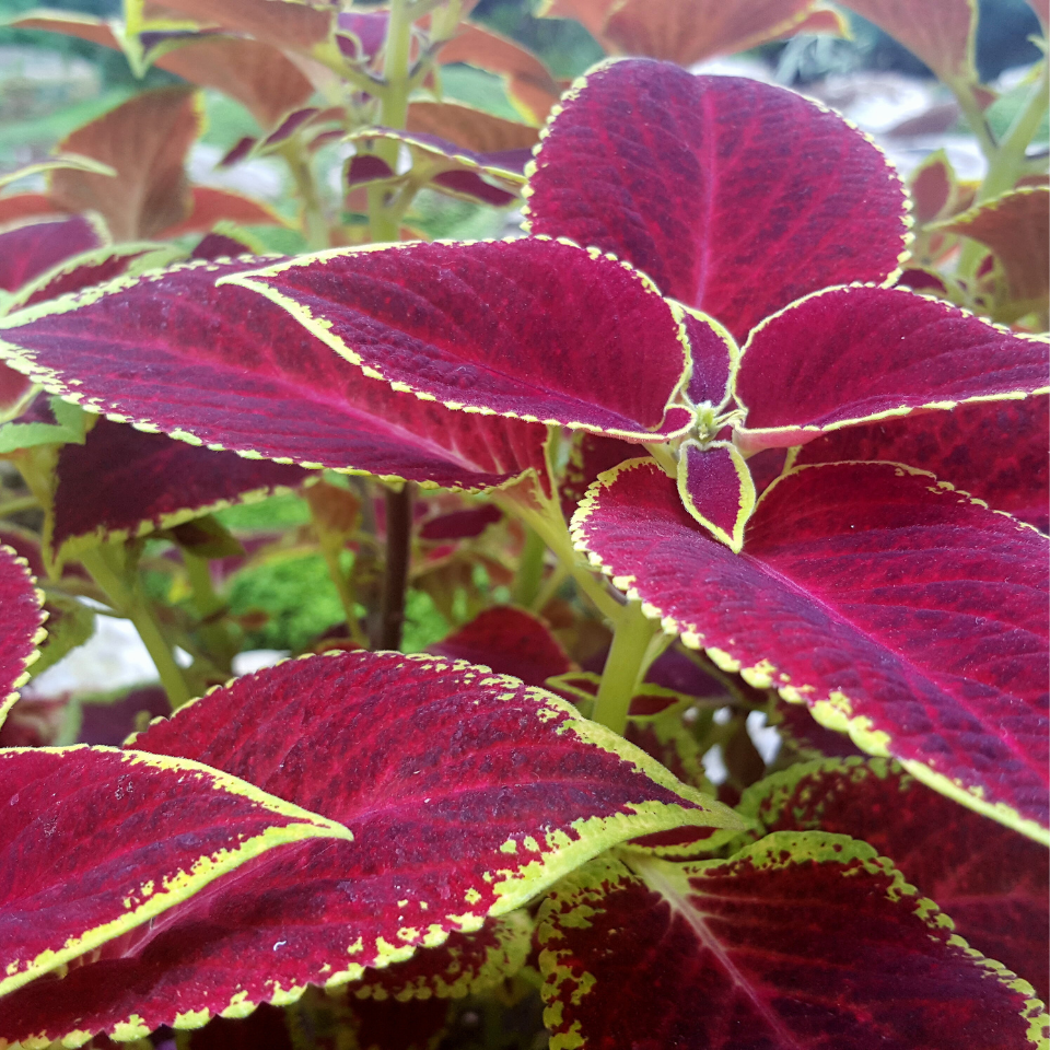Caladium seeds Mix varietys - 10