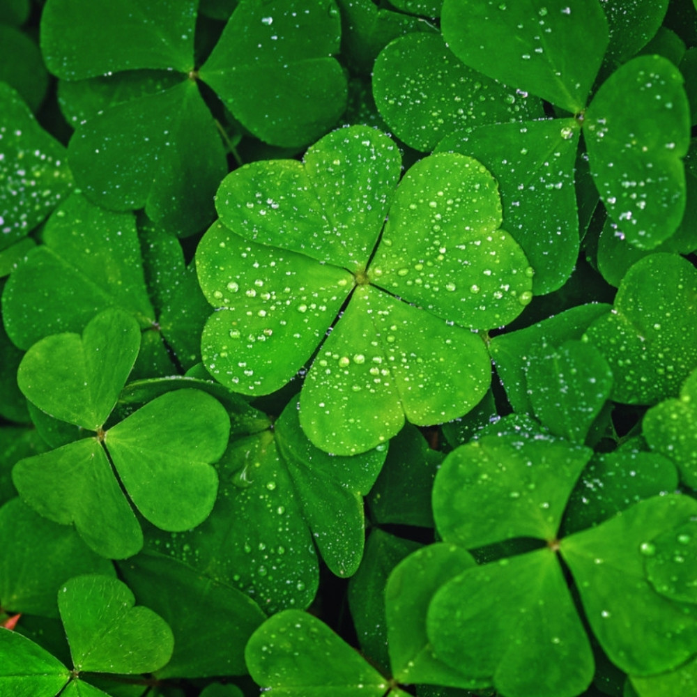 Four Leaf Clover seeds mix varietys - 25