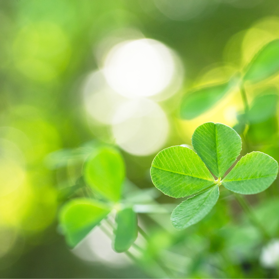 Four Leaf Clover seeds mix varietys - 25