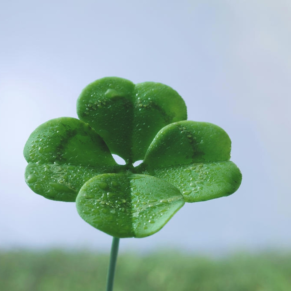 Four Leaf Clover seeds mix varietys - 25