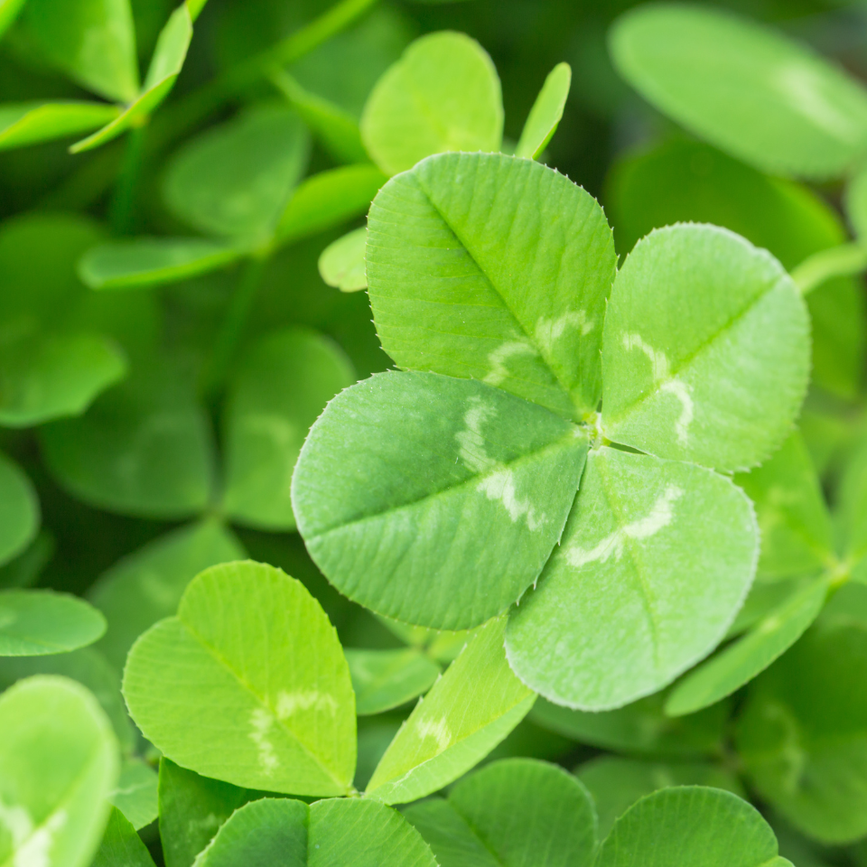 Four Leaf Clover seeds mix varietys - 25