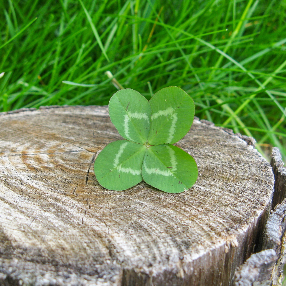 Four Leaf Clover seeds mix varietys - 25