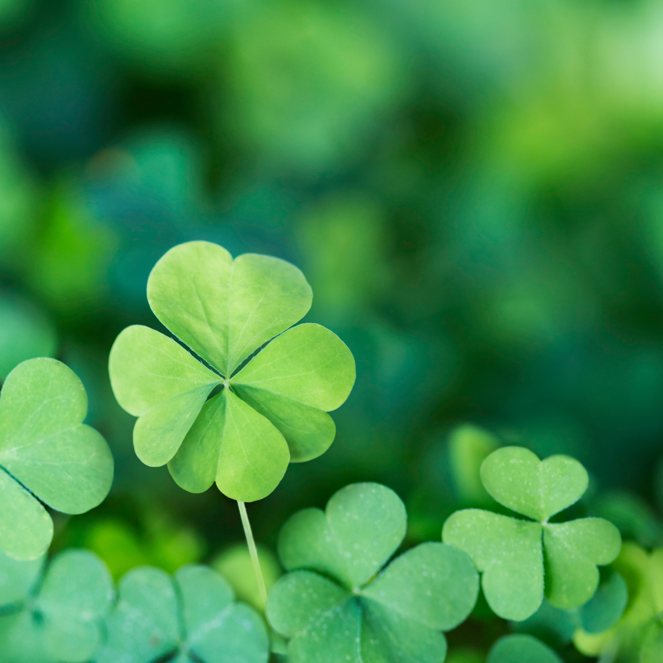 Four Leaf Clover seeds mix varietys - 25