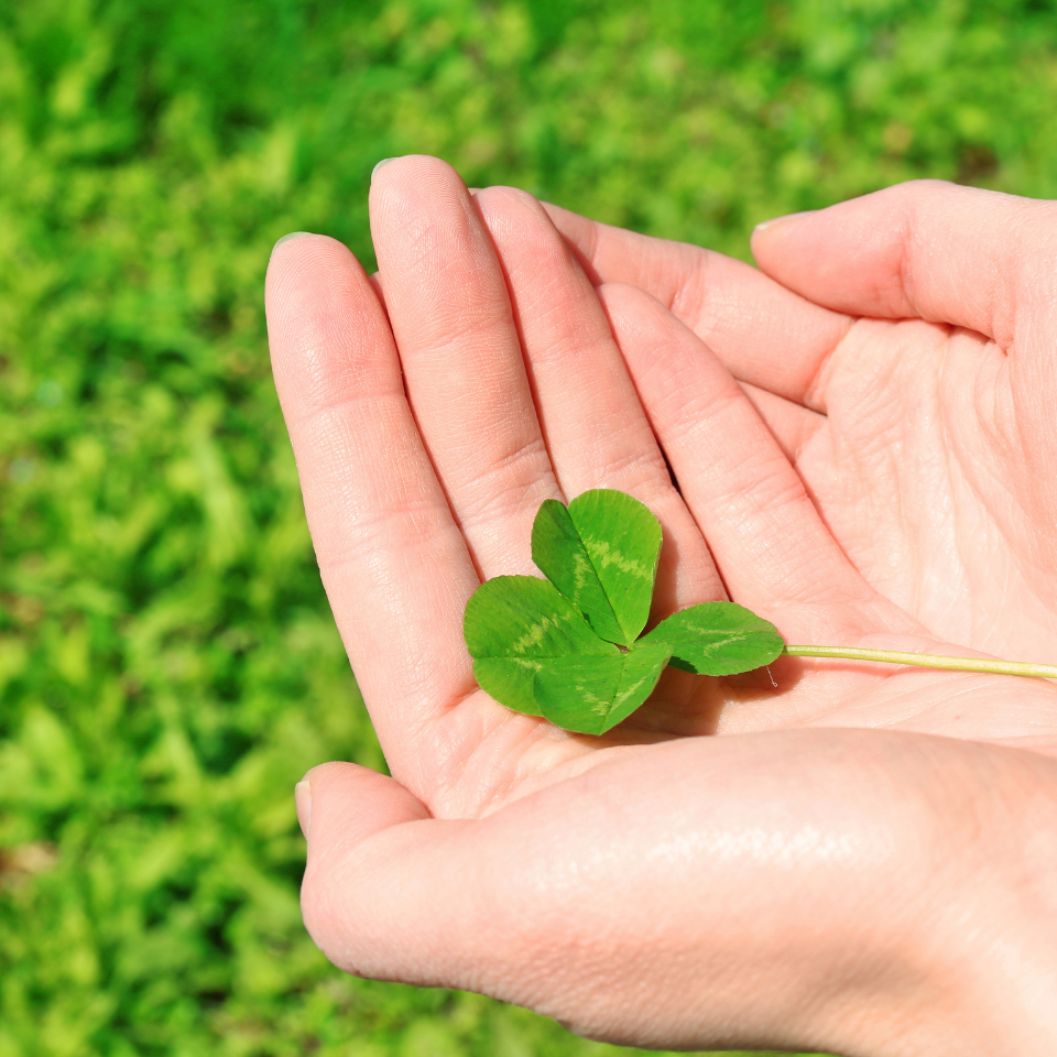 Four Leaf Clover seeds mix varietys - 25
