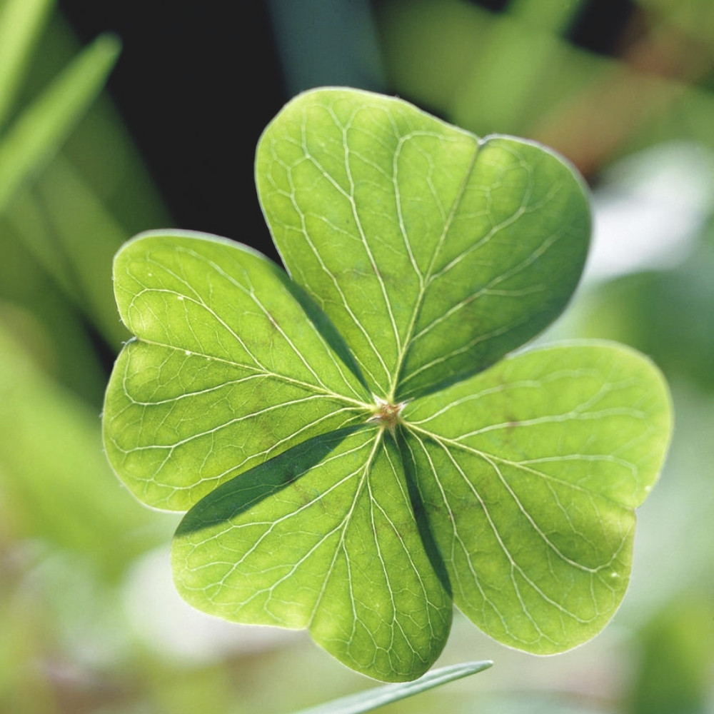 Four Leaf Clover seeds mix varietys - 25