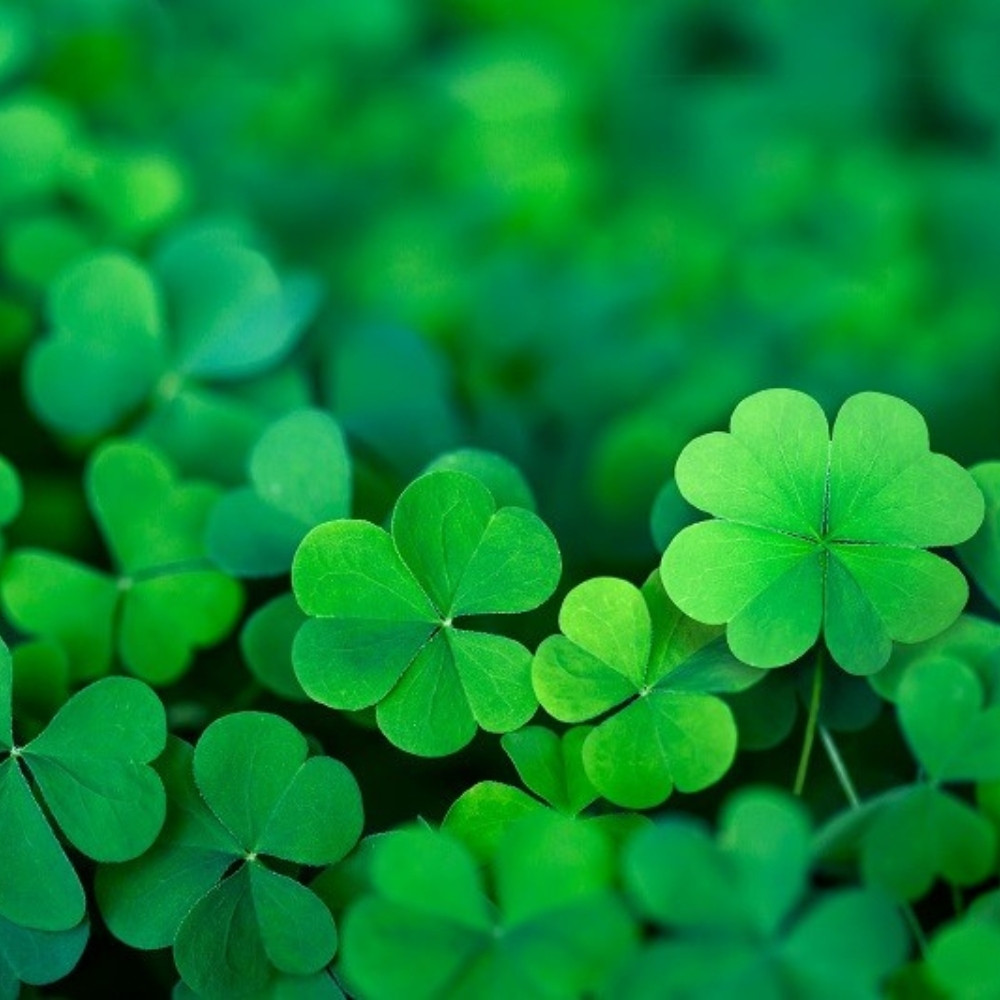 Four Leaf Clover seeds mix varietys - 25