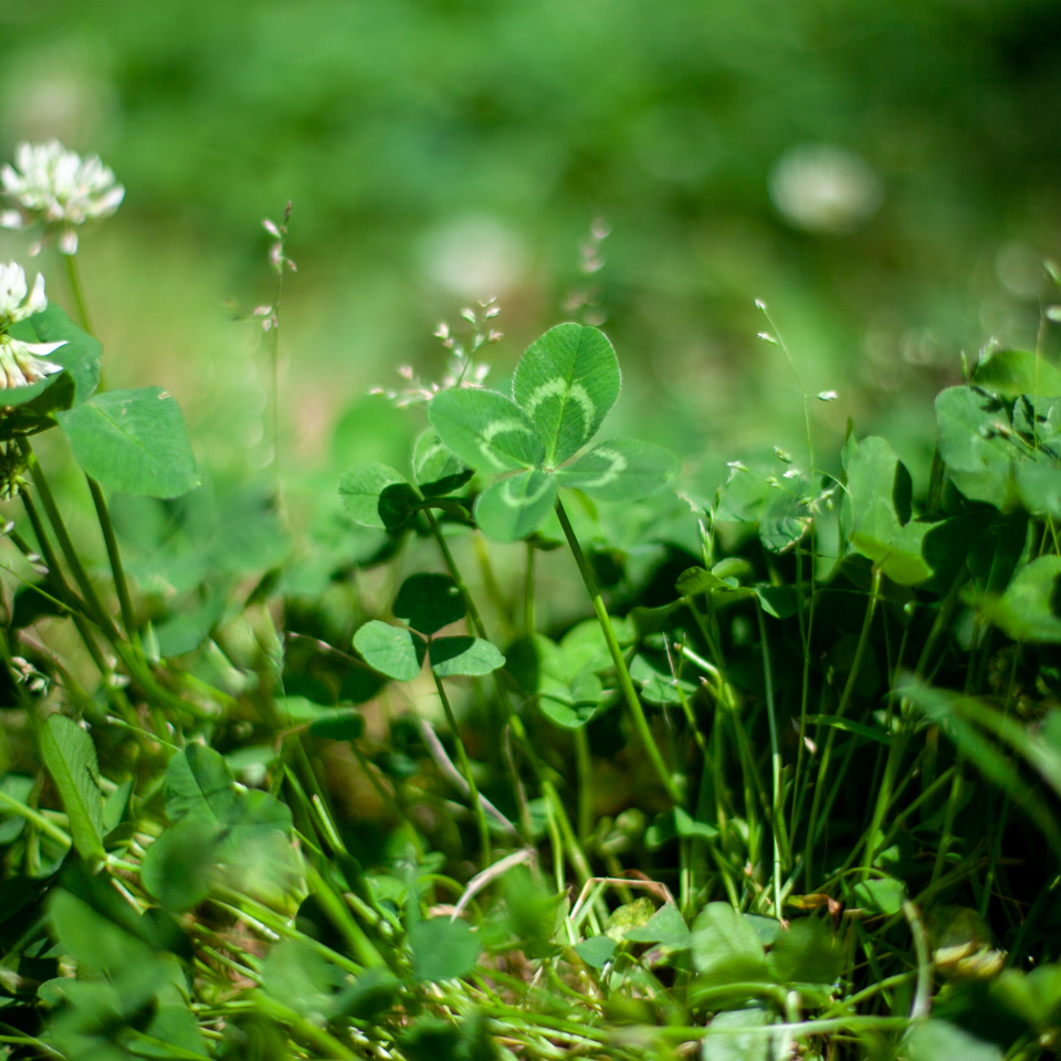 Four Leaf Clover seeds mix varietys - 25