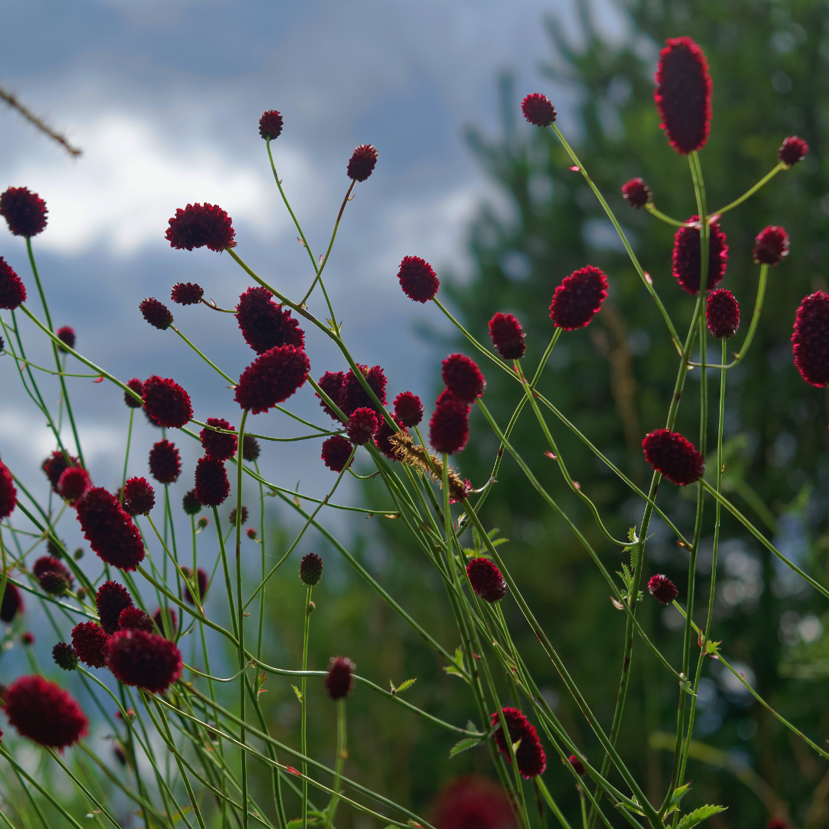 Great Burnet, Sanguisorba officinalis seeds - 50