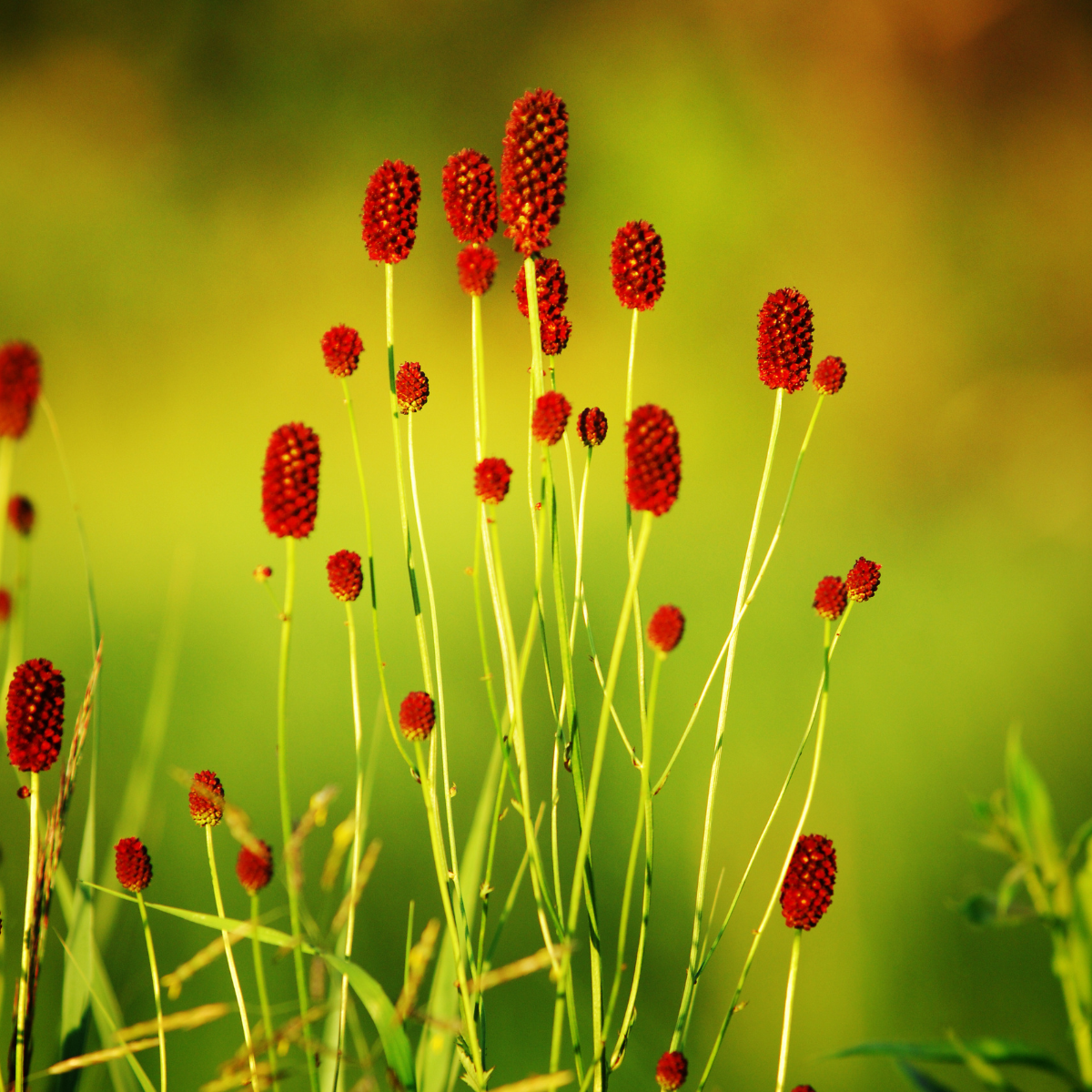 Great Burnet, Sanguisorba officinalis seeds - 50