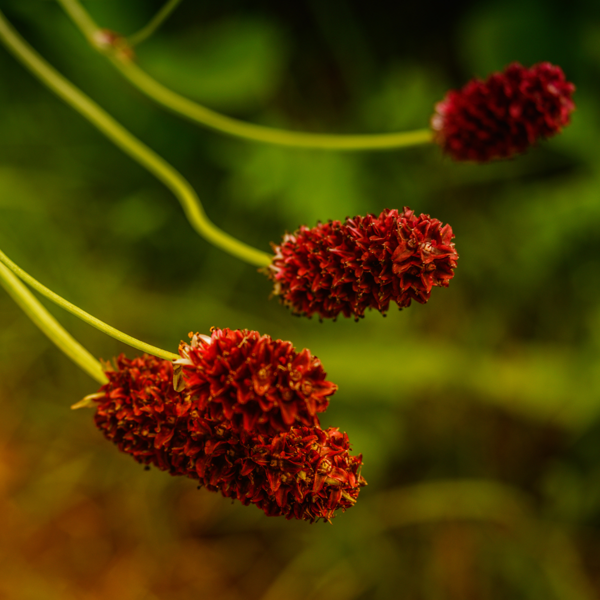 Great Burnet, Sanguisorba officinalis seeds - 50