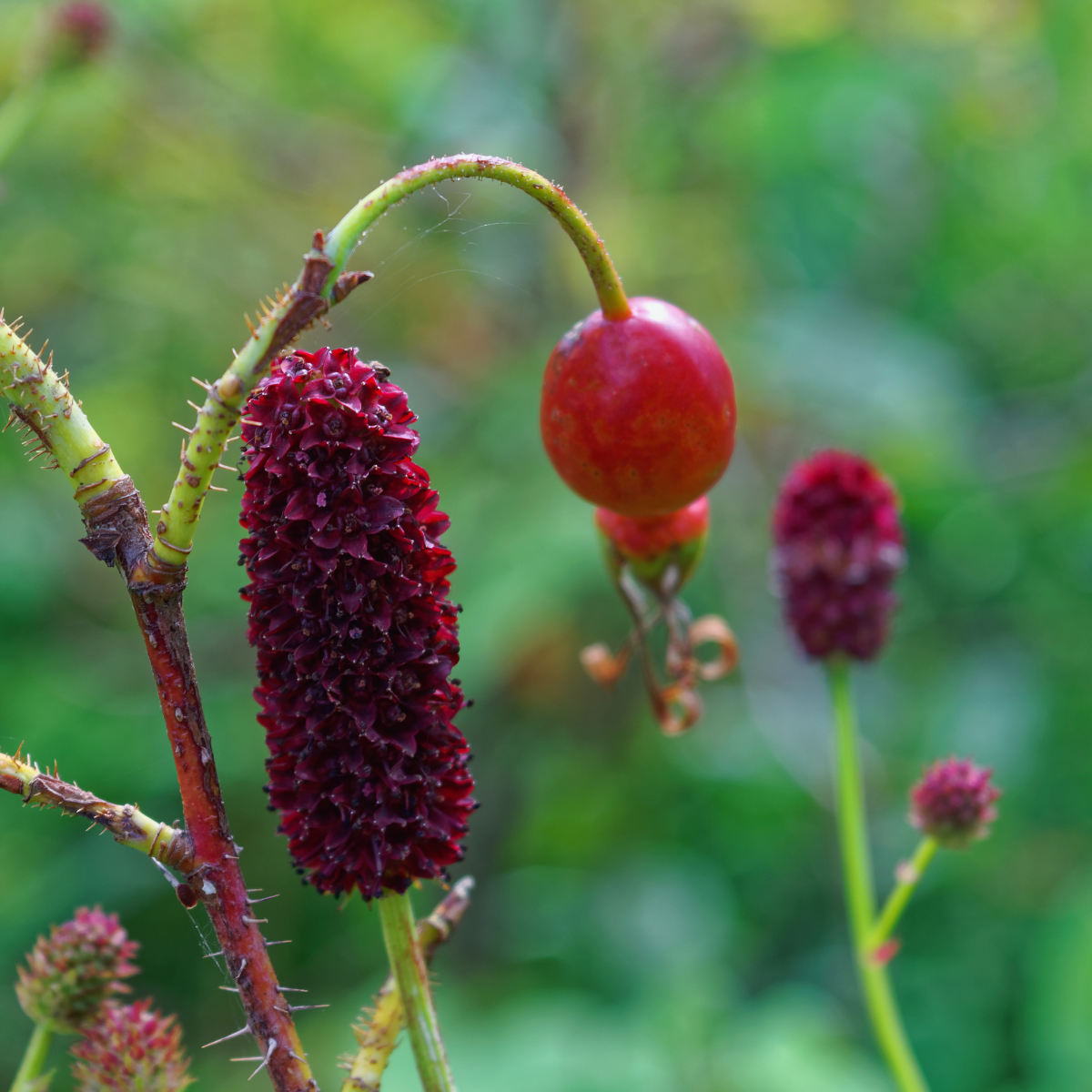 Great Burnet, Sanguisorba officinalis seeds - 50