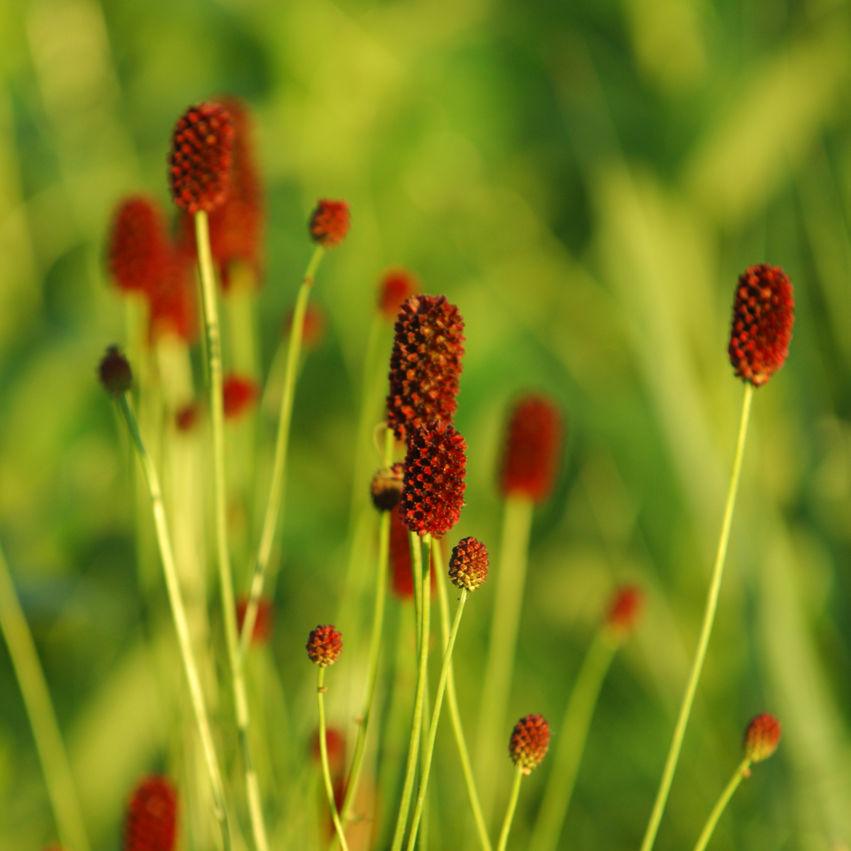 Great Burnet, Sanguisorba officinalis seeds - 50