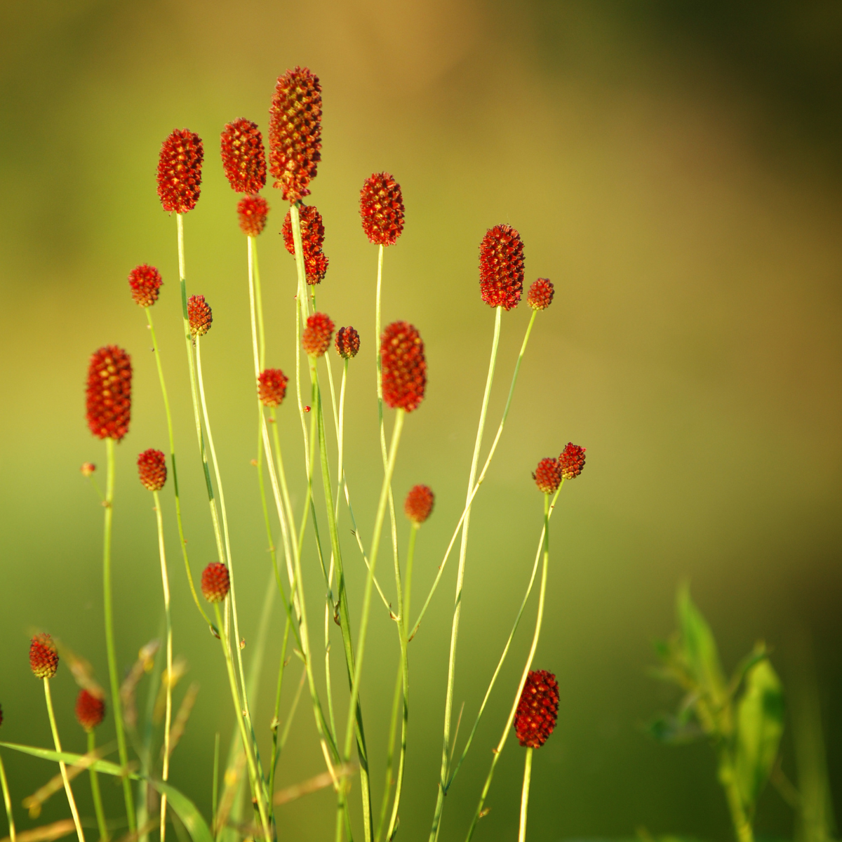 Great Burnet, Sanguisorba officinalis seeds - 50