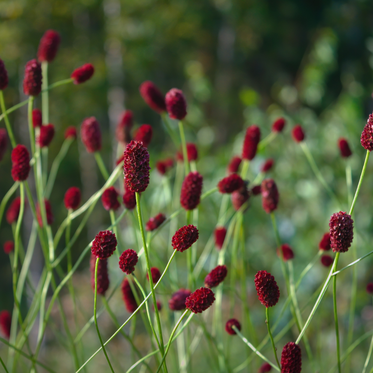 Great Burnet, Sanguisorba officinalis seeds - 50
