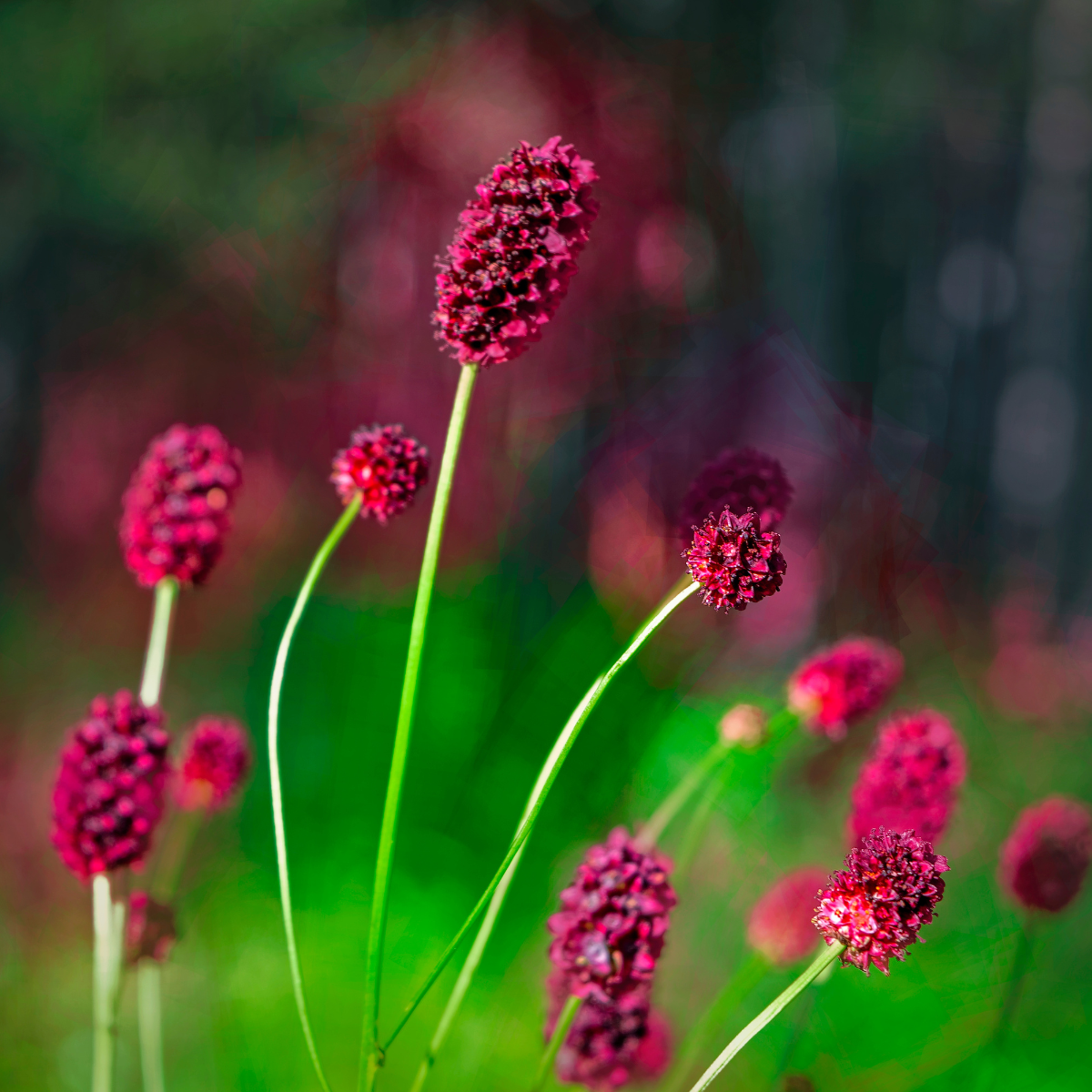 Great Burnet, Sanguisorba officinalis seeds - 50