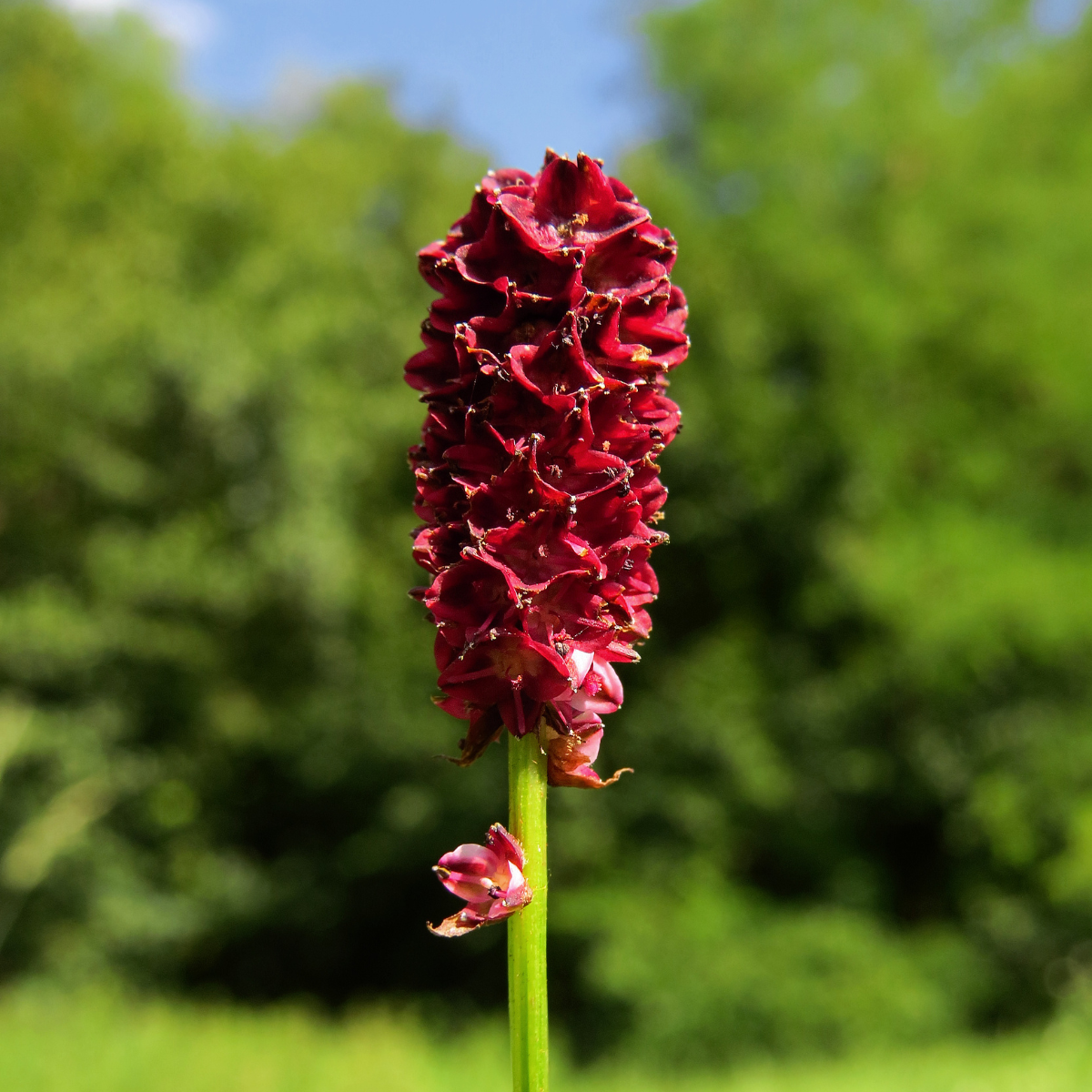 Great Burnet, Sanguisorba officinalis seeds - 50