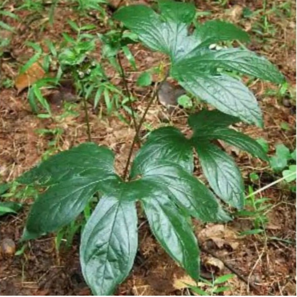 Tacca Palmata seeds, White Bat Flower - 5