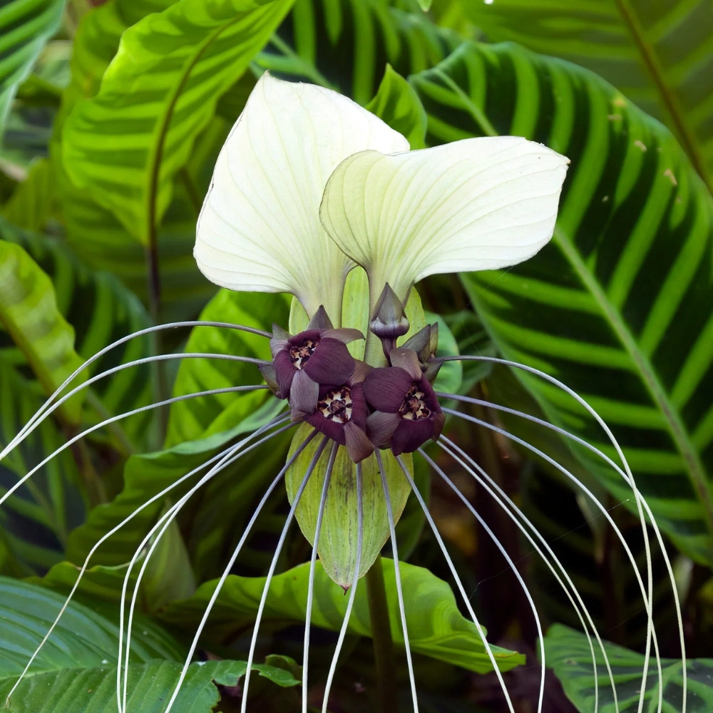 Tacca Palmata seeds, White Bat Flower - 5