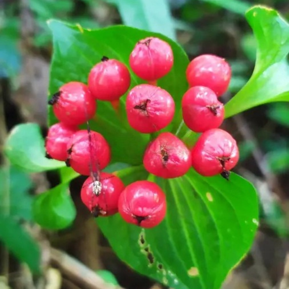 Tacca Palmata seeds, White Bat Flower - 5