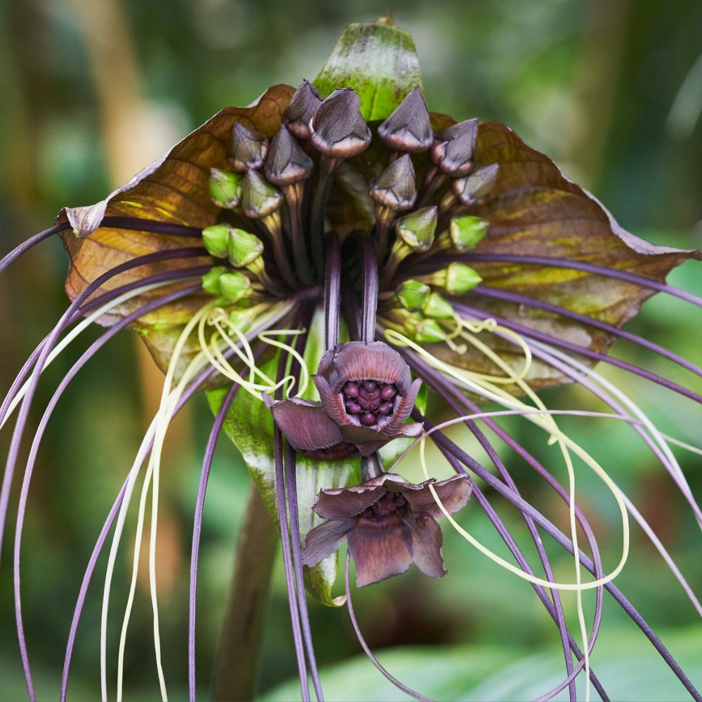 Tacca Palmata seeds, White Bat Flower - 5