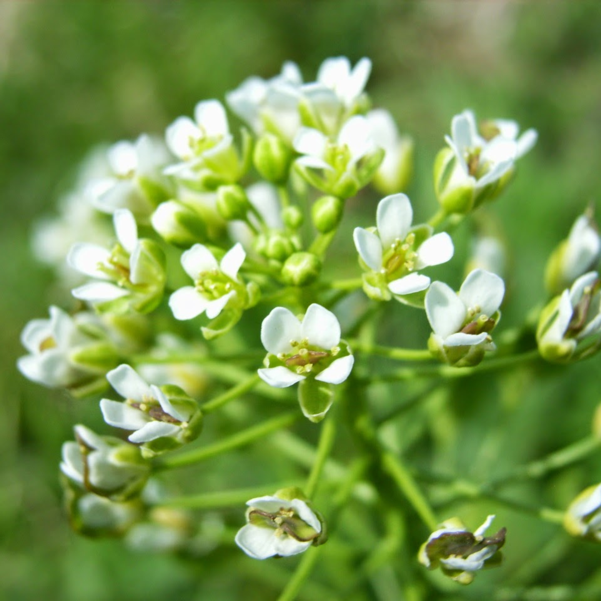 Field Pennycress, Thlaspi arvense seeds - 50