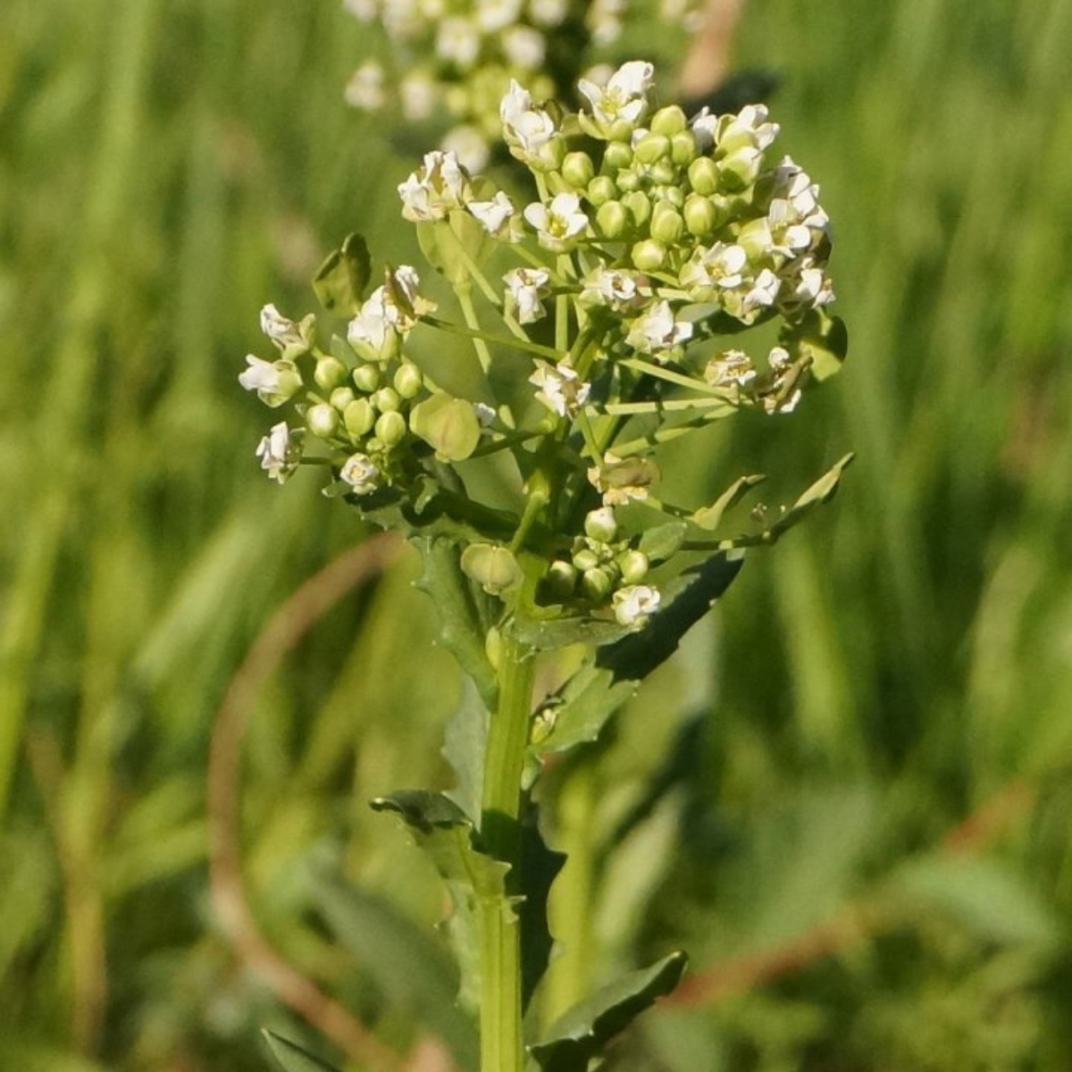 Field Pennycress, Thlaspi arvense seeds - 50