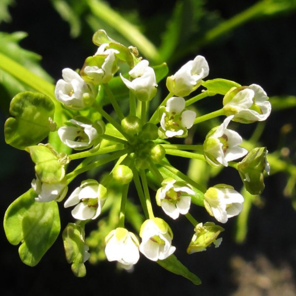 Field Pennycress, Thlaspi arvense seeds - 50