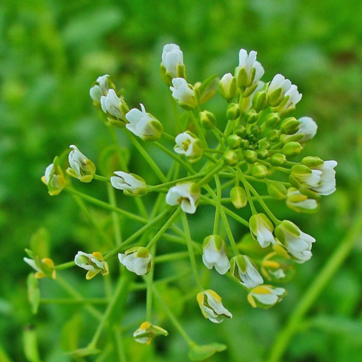 Field Pennycress, Thlaspi arvense seeds - 50