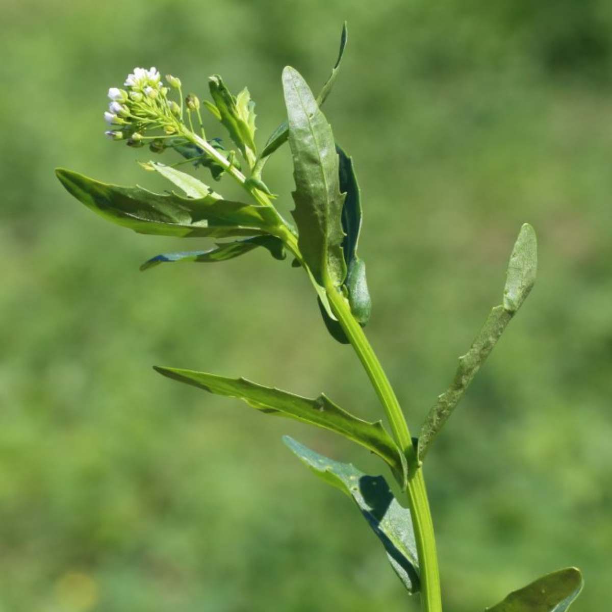 Field Pennycress, Thlaspi arvense seeds - 50