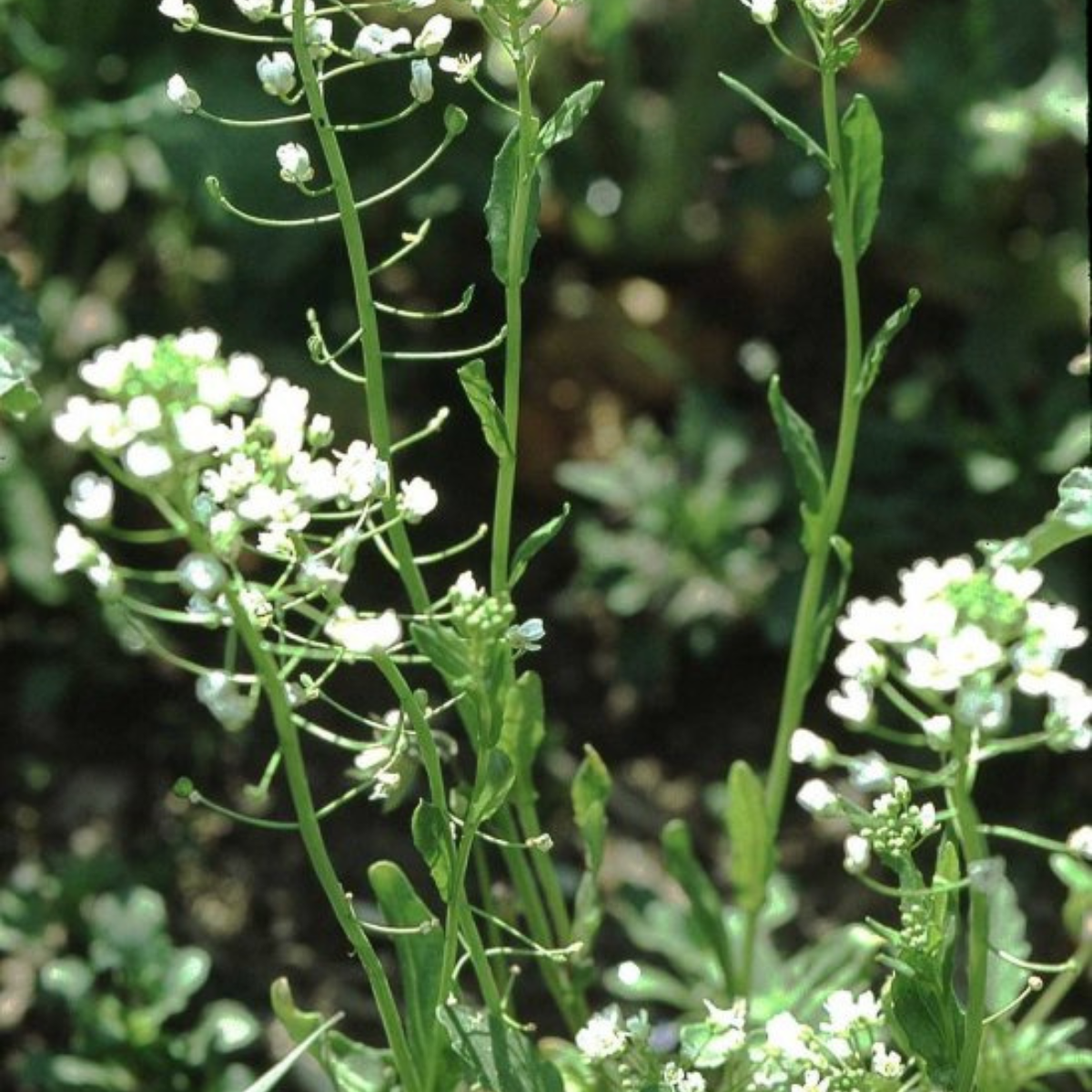 Field Pennycress, Thlaspi arvense seeds - 50