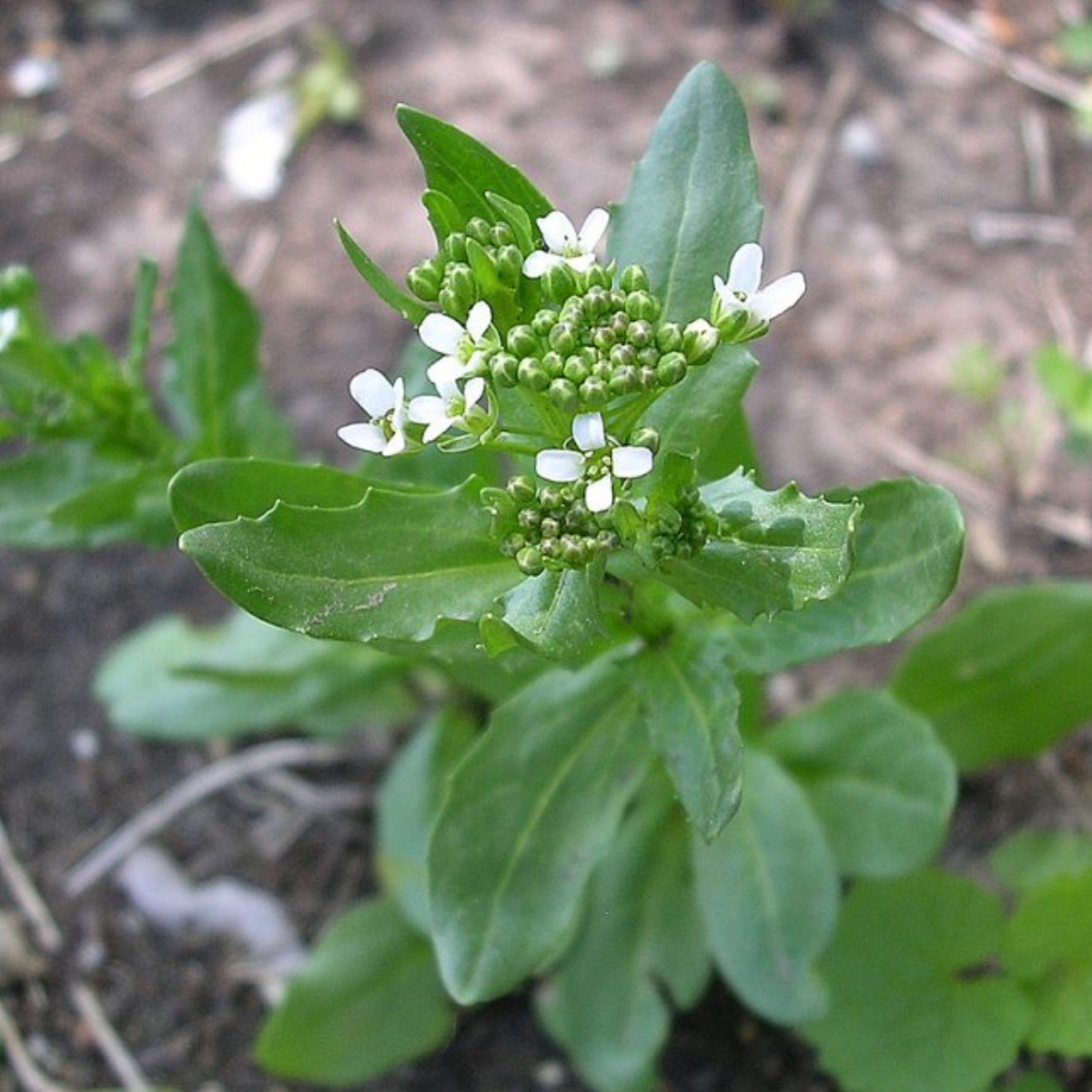 Field Pennycress, Thlaspi arvense seeds - 50