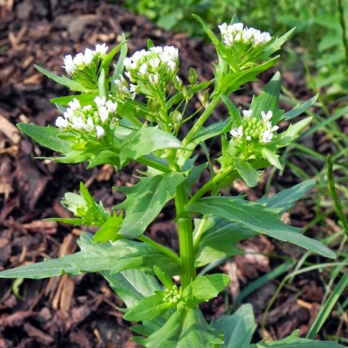 Field Pennycress, Thlaspi arvense seeds - 50
