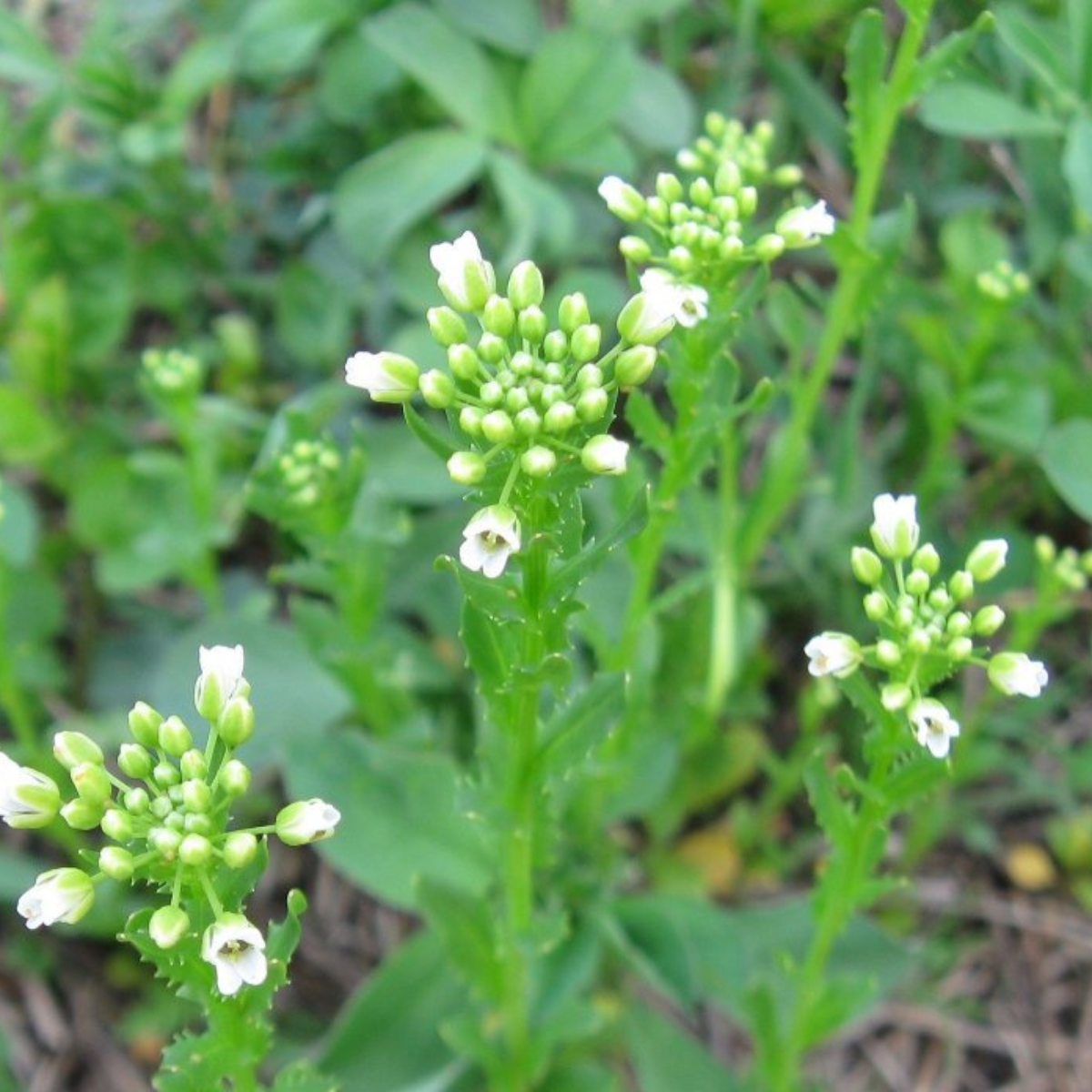 Field Pennycress, Thlaspi arvense seeds - 50